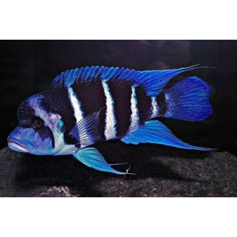 Cyphotilapia Frontosa zambia blue 3-4cm